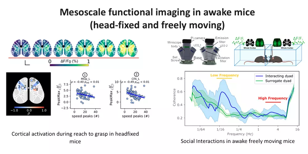 Mesoscale_functional_imaging_in_awake_mice_A_Scaglione