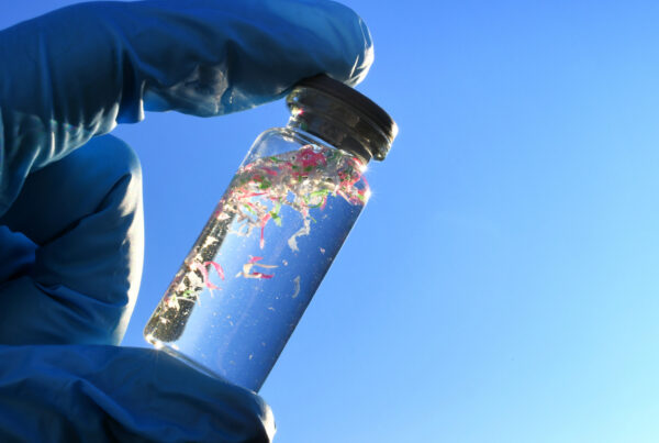 microplastics' impact on honey bee cognition and brain penetration