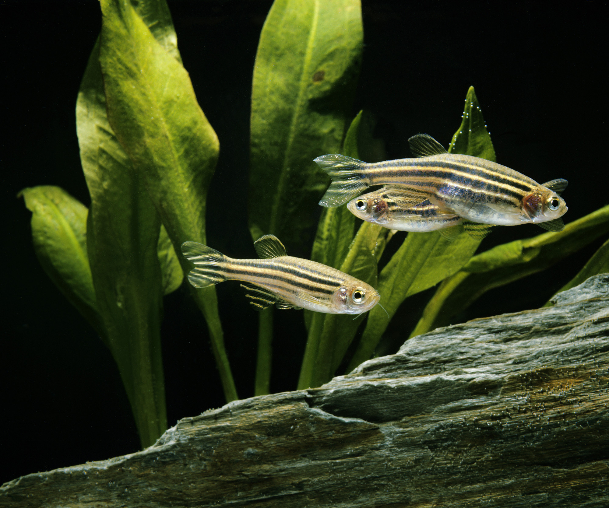 Exploring new dimensions on fast volumetric imaging in zebrafish