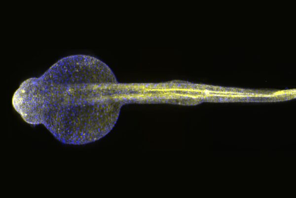 1 day old zebrafish larvae