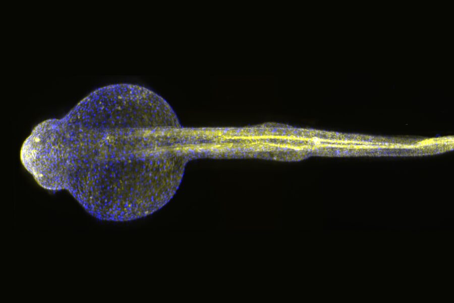 1 day old zebrafish larvae