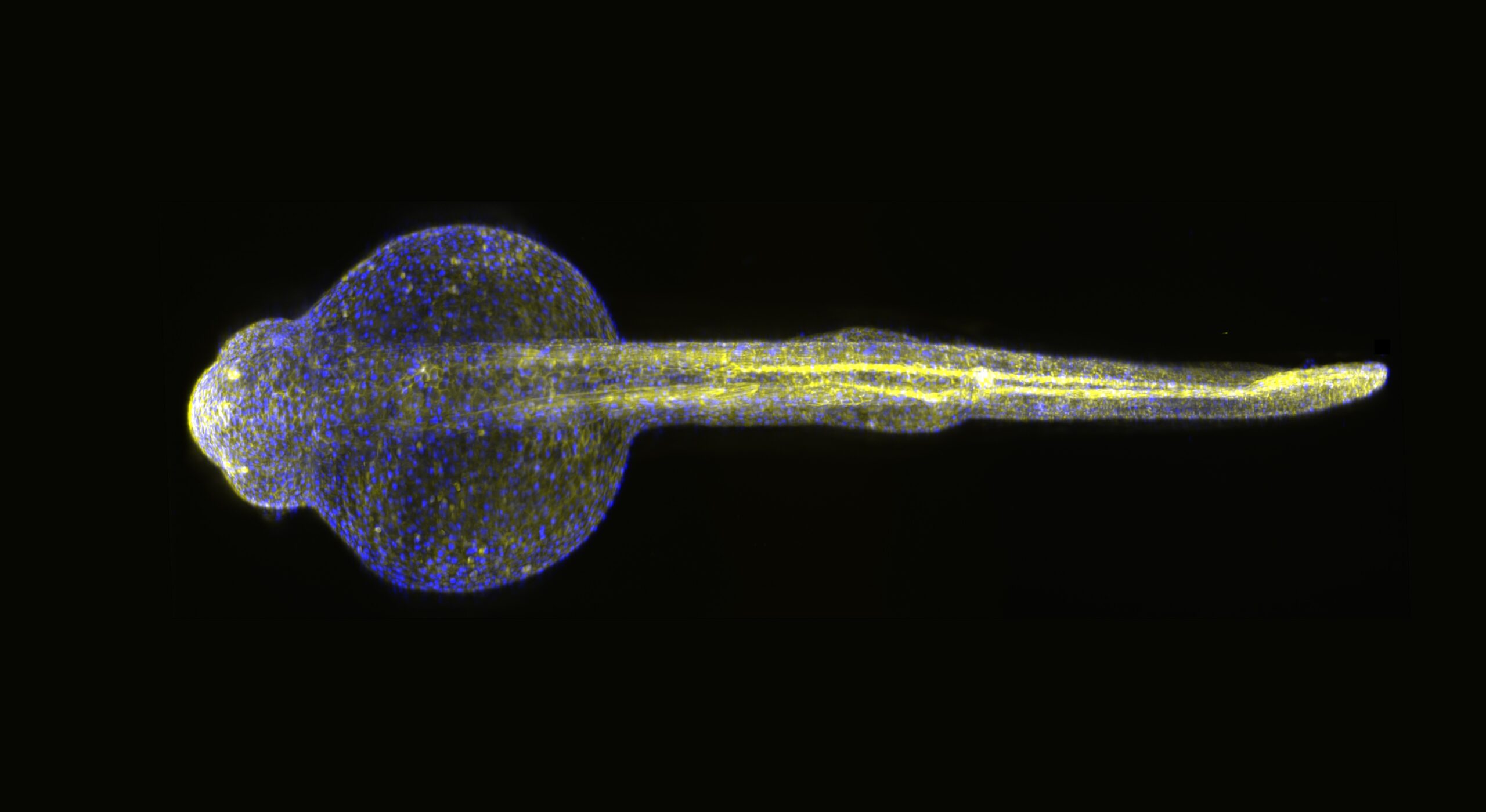 Mapping the living brain: how light and zebrafish reveal neural connectivity